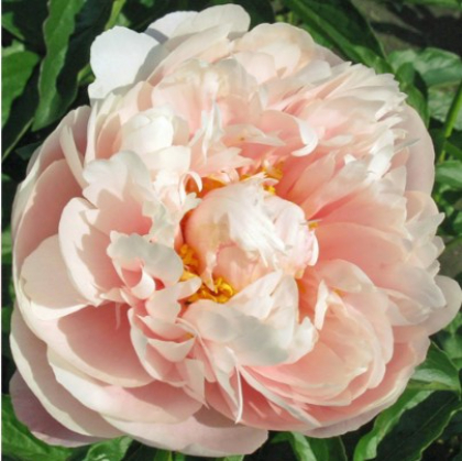 PAEON NELDA'S JOY #2