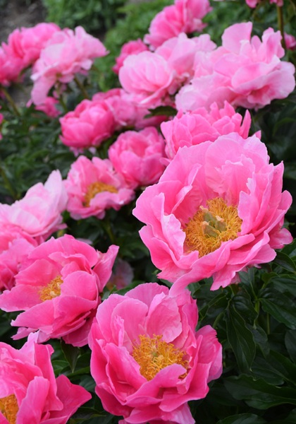 PAEON LAC PAULA FAY #2 PINK