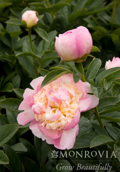 PAEON LAC RASPBER SUND #2 PNK