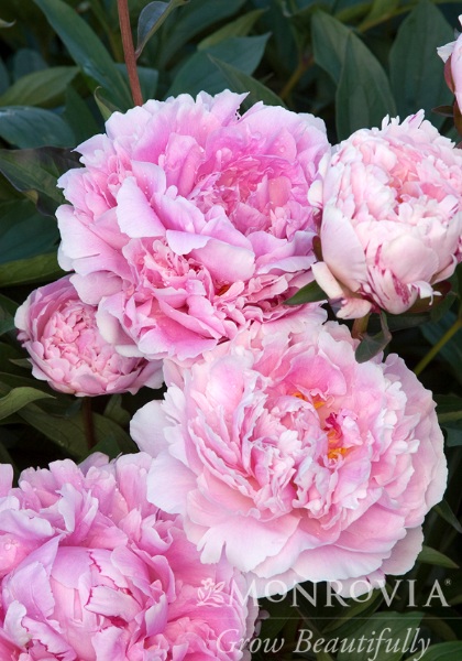 PAEON LAC SARAH BERNHARDT #2 PNK