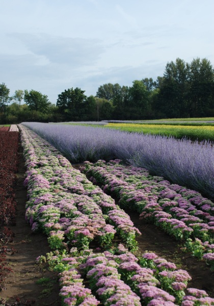 PEROV ATR RUSSIAN SAGE #1