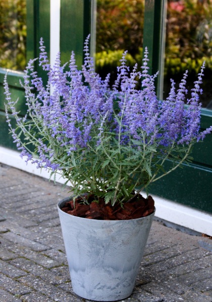 PEROV ATR LACEY BLUE #1