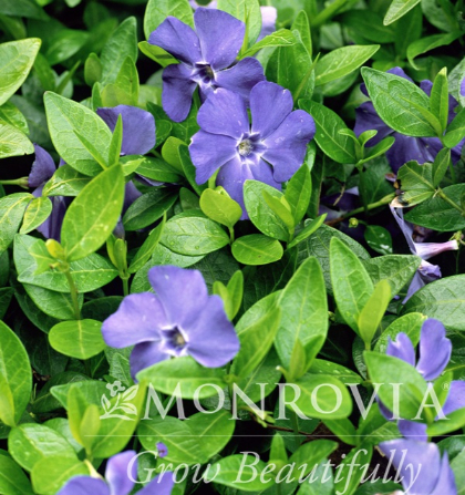 VINCA MINOR PERIWINKLE 4"/10T