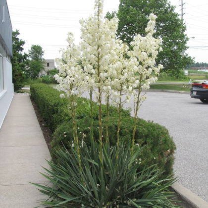 YUCCA FILAMENTOSA #2