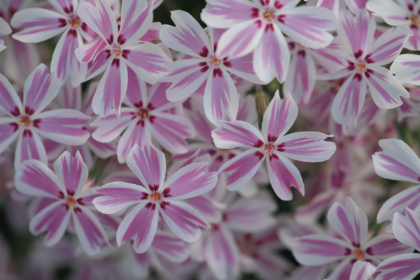 PHLOX SUB CANDY STRIPES #1