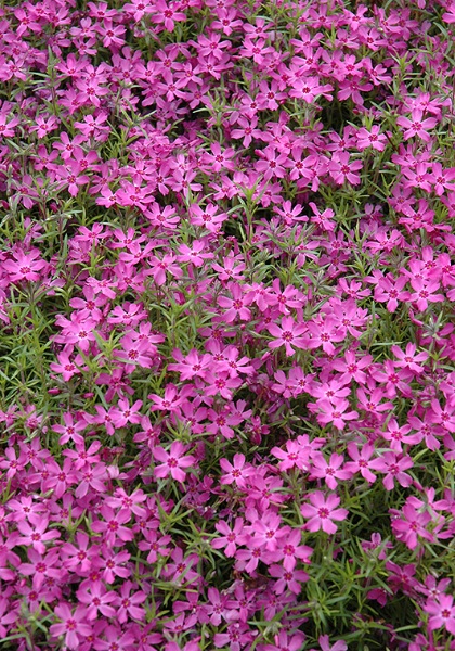 PHLOX SUB CRIMSON BEAUTY #1