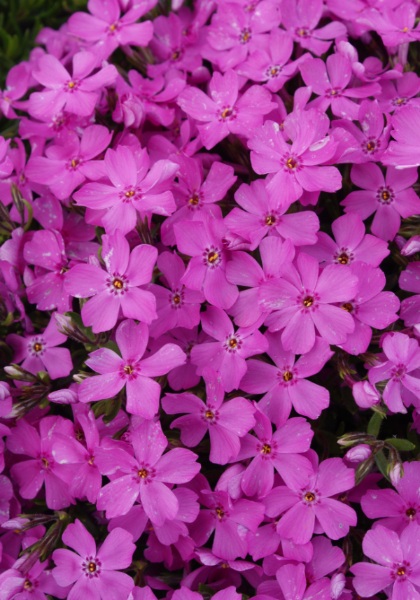 PHLOX SUB EMERALD PINK #1