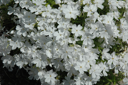 PHLOX SUB WHITE DELIGHT #1