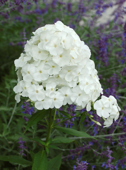 PHLOX PAN DAVID #1