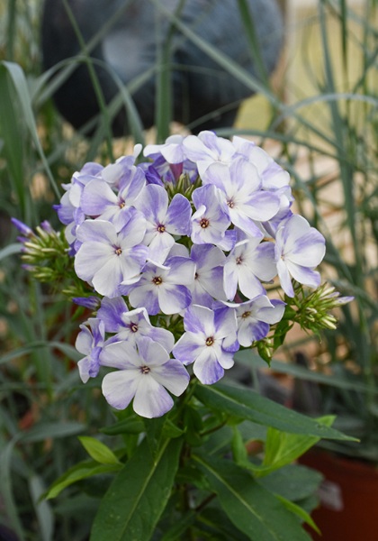 PHLOX PAN FLAME BLUE #1