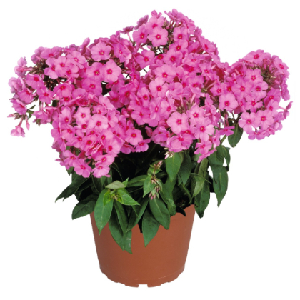 PHLOX PAN FLAME PINK #1