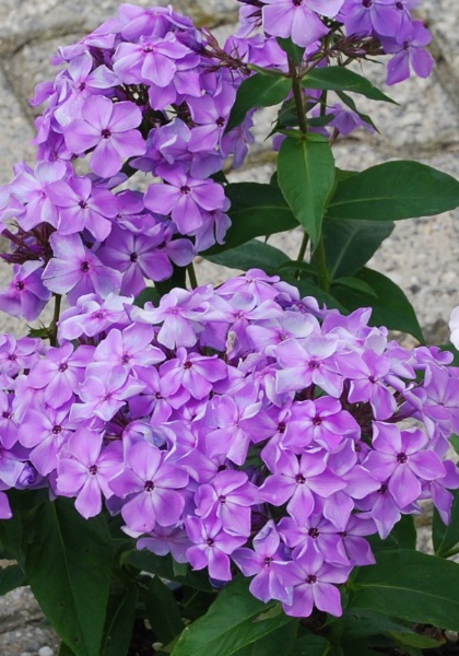 PHLOX PAN FLAME PURPLE #1