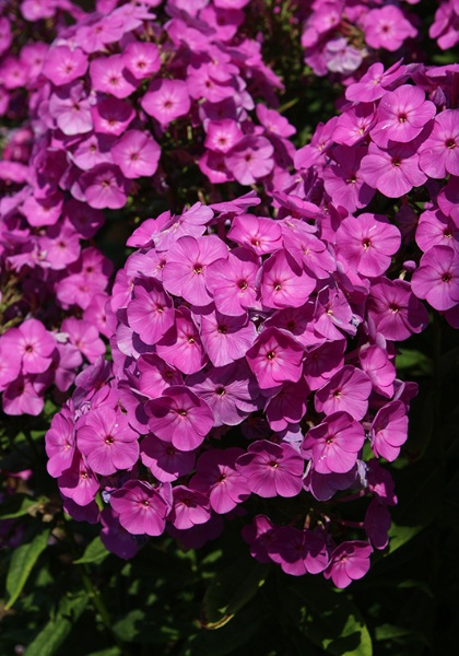 PHLOX PAN PEACOCK CHERRY RED #1