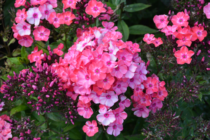 PHLOX PAN GG GLAMOUR GIRL #1