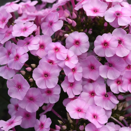 PHLOX PAN SUPER KA-POW BLUE #1