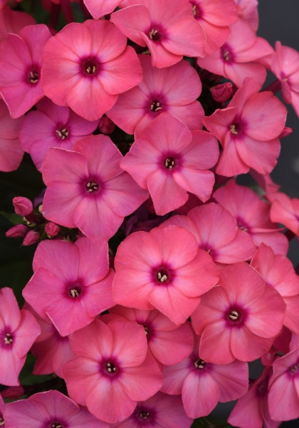 PHLOX PAN SUPER KA-POW CORAL #1