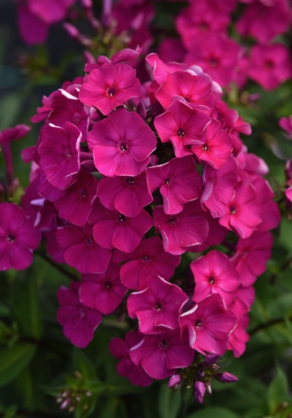 PHLOX PA SUPER KA-POW FUCHSIA #1
