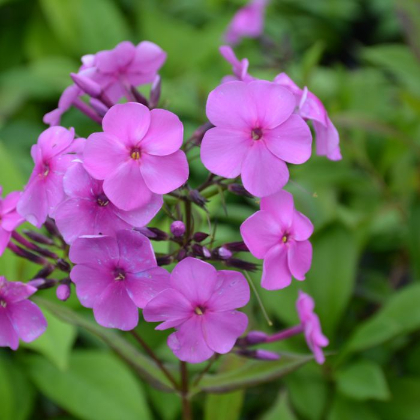 PHLOX PAN SUPER KA-POW PINK #1