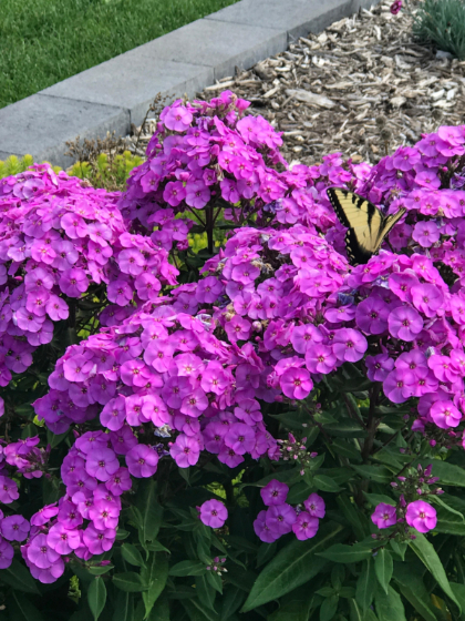 PHL PAN SUPER KA-POW LAVENDER #1