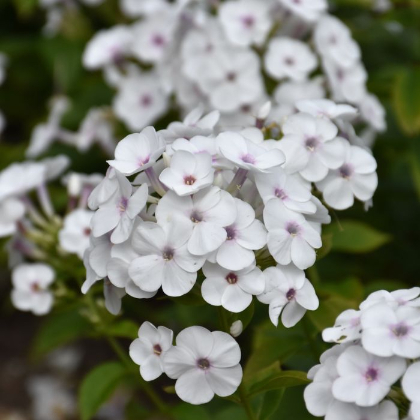 PHLOX PAN SUPER KA-POW WHITE #1