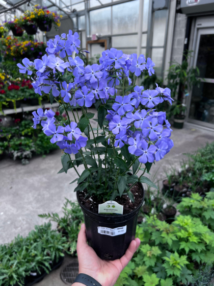 PHLOX DIV BLUE MOON #1