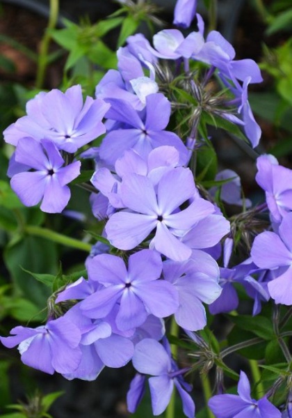 PHLOX DIV WOODLAND PHLOX #1