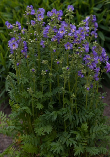 POLEM HEAV HAB JACOB LAD #1