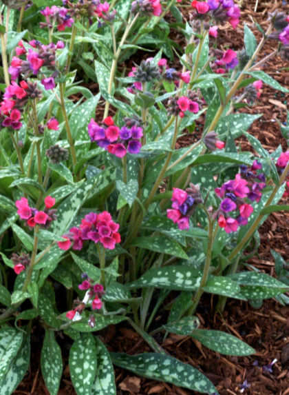 PULMONARIA RASPBERRY SPLASH#1/7"