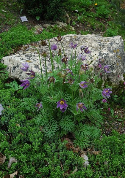 PULSATILLA VUL PASQUE FLOWER #1