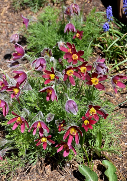 PULSATILLA VUL RUBRA #1