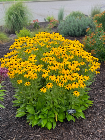 RUDBE FUL GOLDBLITZ #1