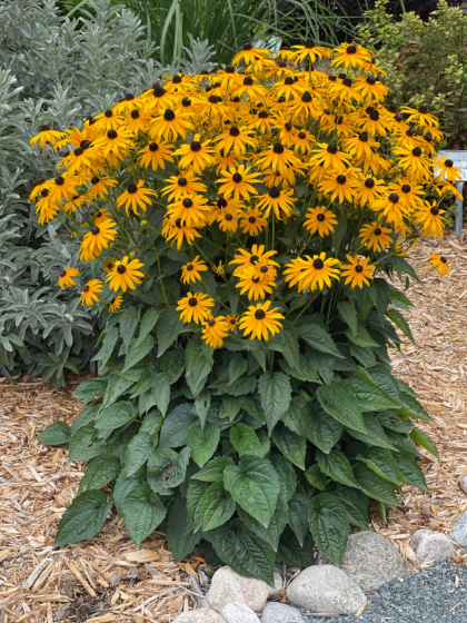 RUDBE FUL GOLDSTURM #1