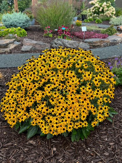 RUDBE FUL LITTLE GOLDSTAR #1