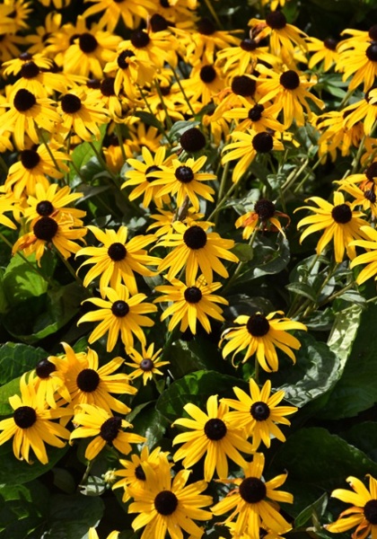 RUDBE FUL VAR FULGIDA #1