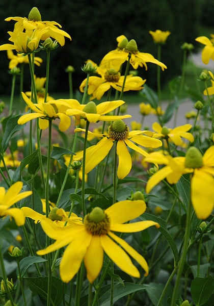 RUDBE LAC AUTUMN SUN #2