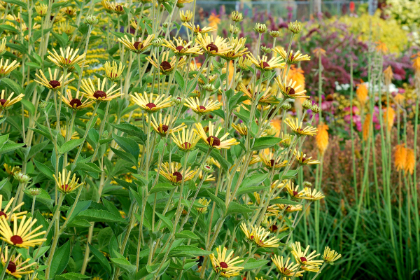 RUDBE SUB LITTLE HENRY #1