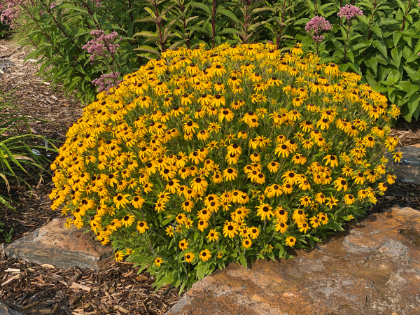 RUDBE AMERICAN GOLD RUSH #1