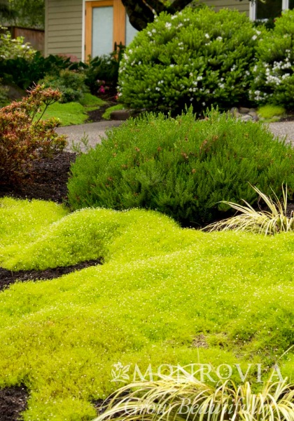 SAGIN SUB AUREA SCOTCH 4"/10T