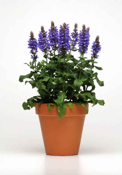 SALVIA NEM BLUE MARVEL #1