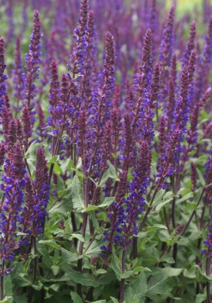 SALVIA NEM CARADONNA #1