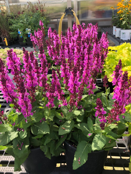 SALVIA NEM SENSATION DEEP ROSE#1