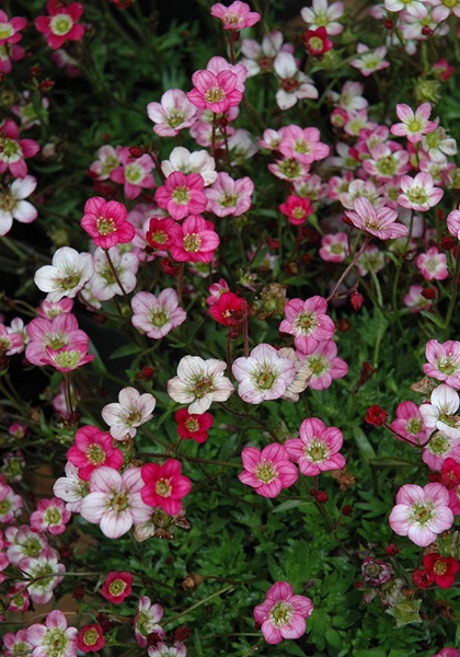 SAXIF X ARE PURPLE ROBE #1