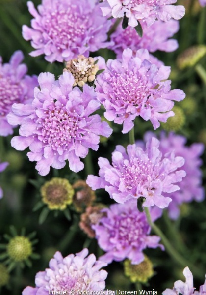 SCABI COL FLUTTER DEEP BLUE #1