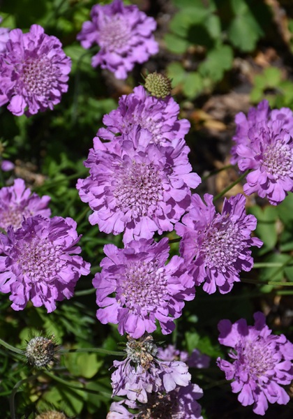 SCABI COL FLUTTER ROSE PINK #1