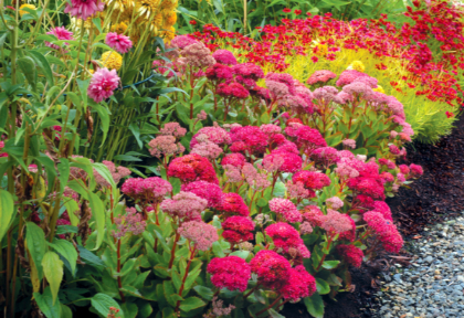 SEDUM BIRTHDAY PARTY #1