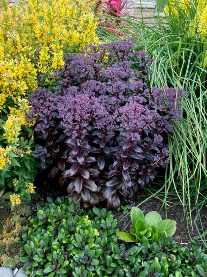 SEDUM DARK MAGIC #1