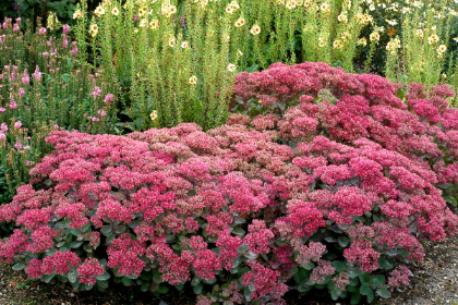 SEDUM DYNOMITE #1