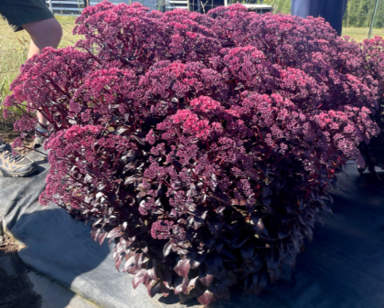 SEDUM NOVA CHERRY FIZZ #1