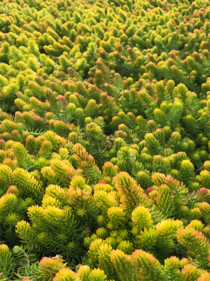 SEDUM RUP ANGELINA #1