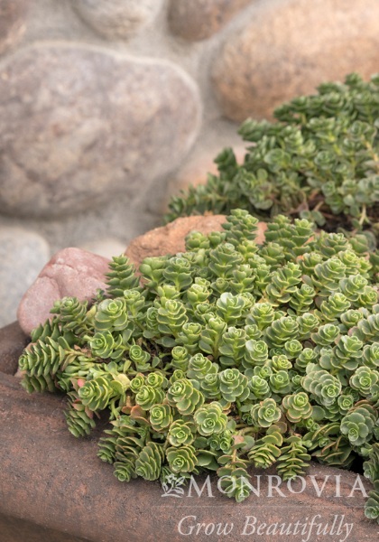 SEDUM JOHN CREECH 4"/10T